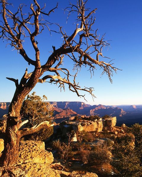 Arizona-Grand Canyon National Park South Rim of canyon